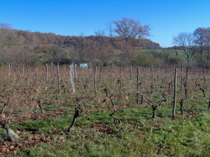 HPIM0626b 300x225 Le Saint Pierre Doré et la vigne