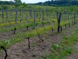 HPIM0885b 300x227 Le Saint Pierre Doré et la vigne