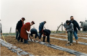 Plantation vigne 1998b 300x196 Le Saint Pierre Doré et la vigne