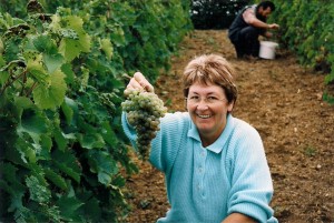 Vendange du St Pierre b 300x201 Le Saint Pierre Doré et la vigne